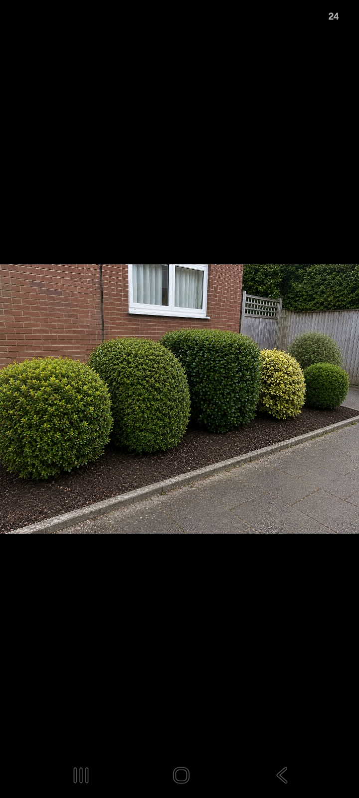 Neatly trimmed rounded garden hedges after work