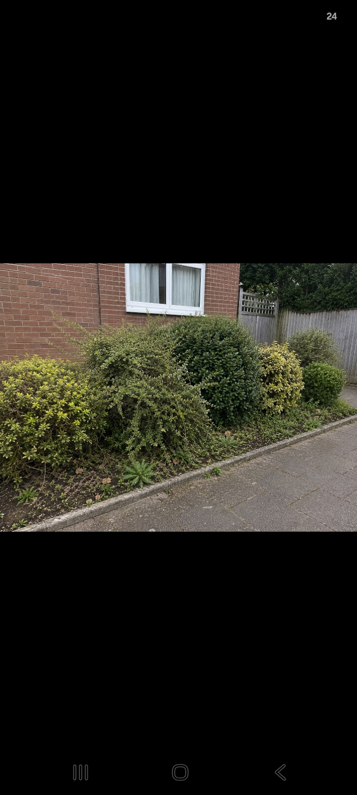 Overgrown garden hedges before trimming