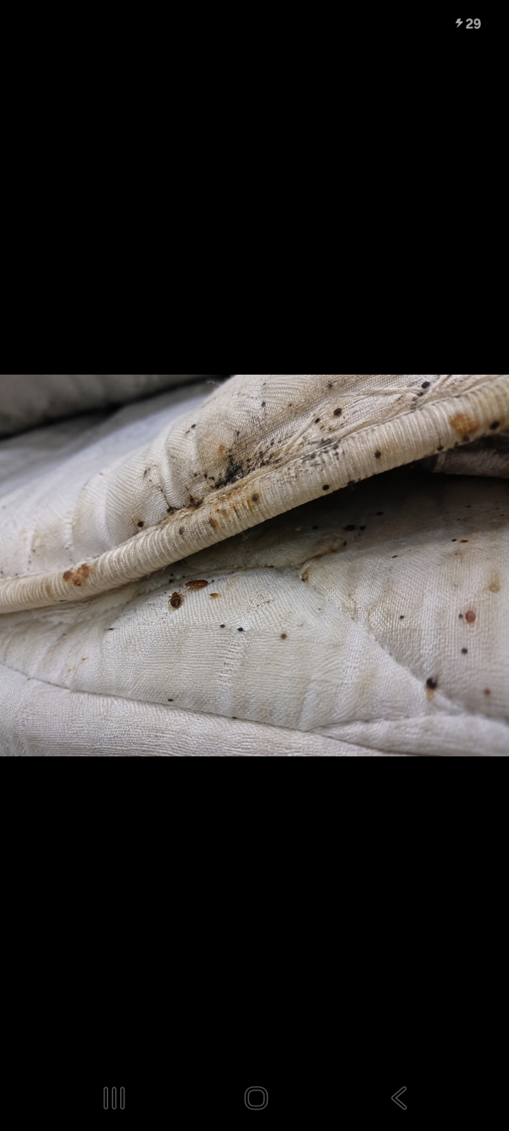 Bed bug infestation signs on a mattress seam