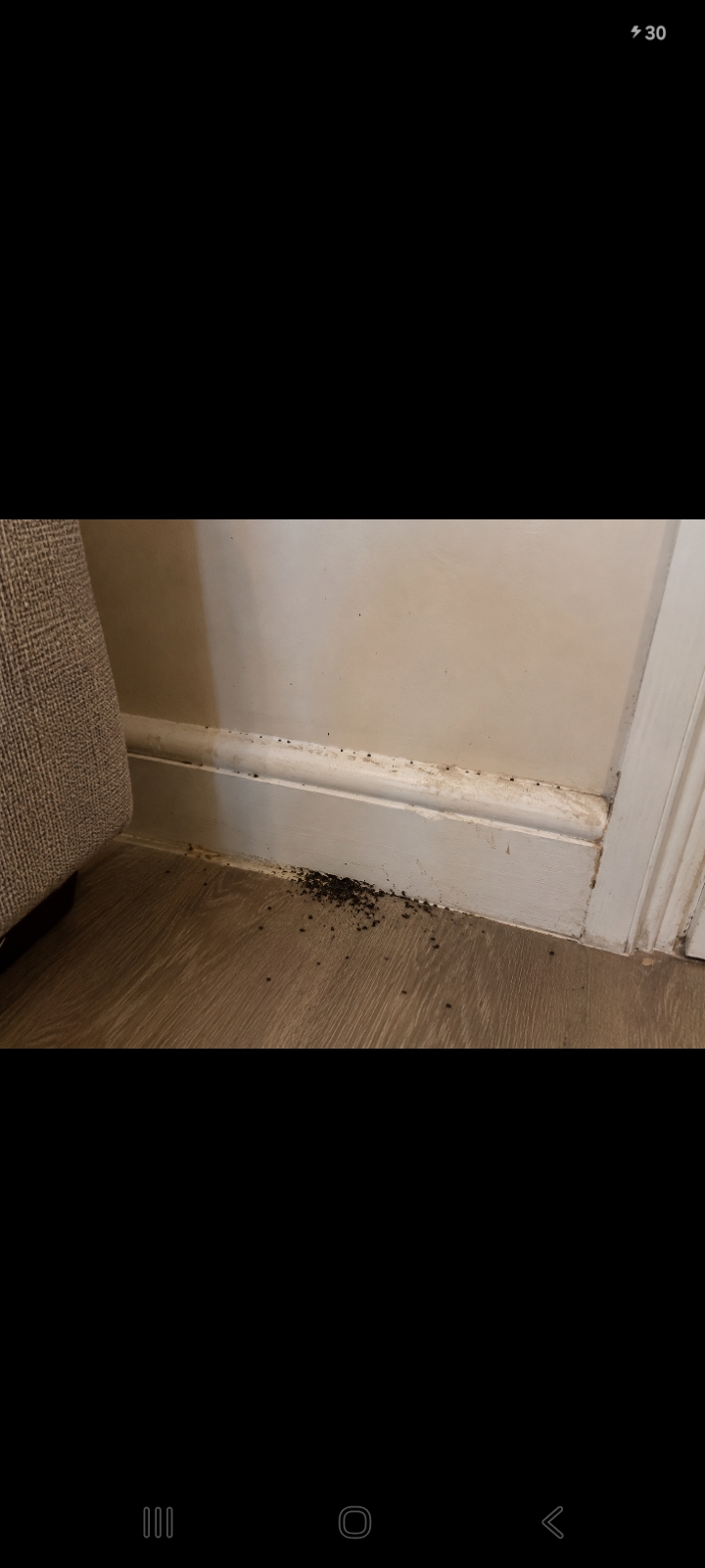 Bed bug droppings along a skirting board